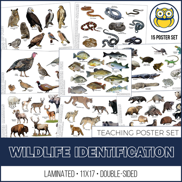 Wildlife Identification Posters, Set of 15