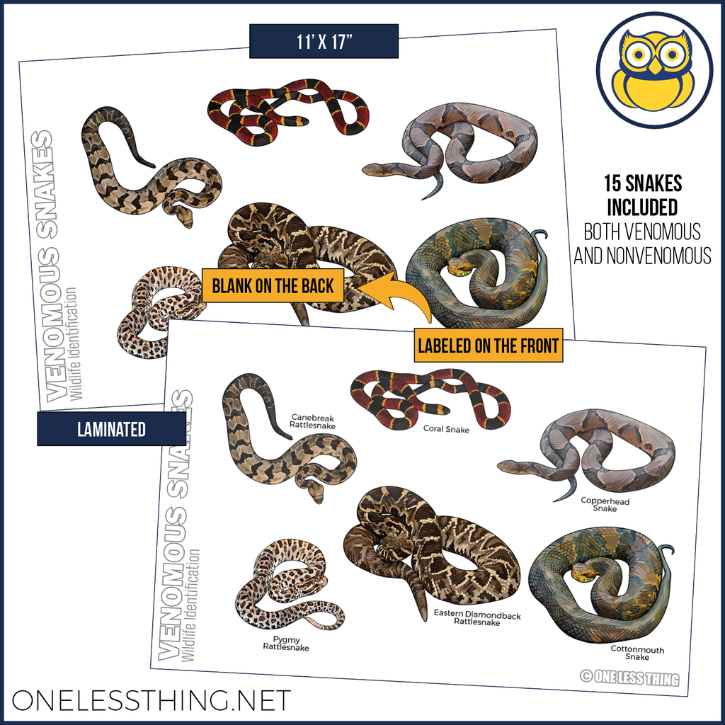 Wildlife ID Snakes and Reptiles Posters, Set of 3
