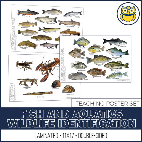 Wildlife ID Fish and Aquatics Posters, Set of 3