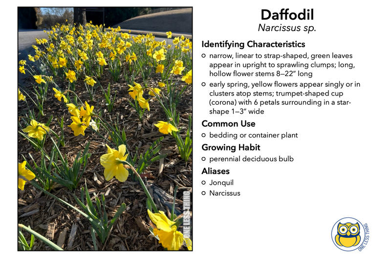Load image into Gallery viewer, Floriculture ID Senior, IDPix Cards

