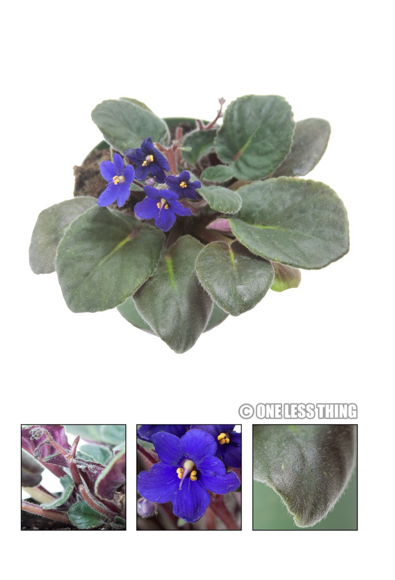 Load image into Gallery viewer, Floriculture ID Junior, IDPix Cards
