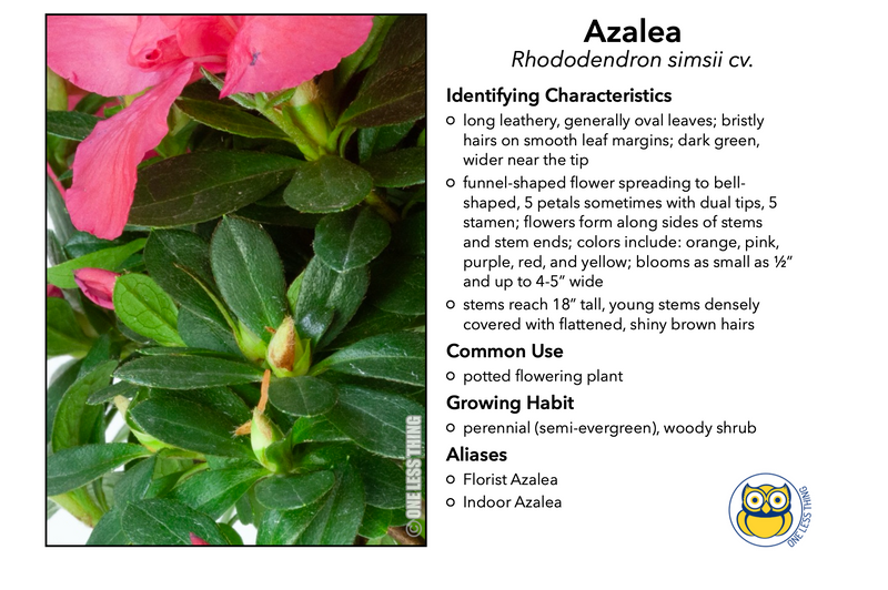 Load image into Gallery viewer, Floriculture ID Junior, IDPix Cards
