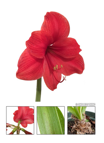 Floriculture ID Senior, IDPix Cards