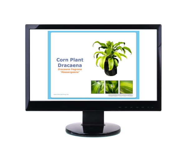 Floriculture ID, PowerPoint Downloads