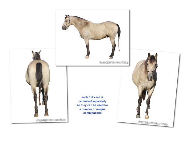 Horse Judging Skill Builder Card Set 1