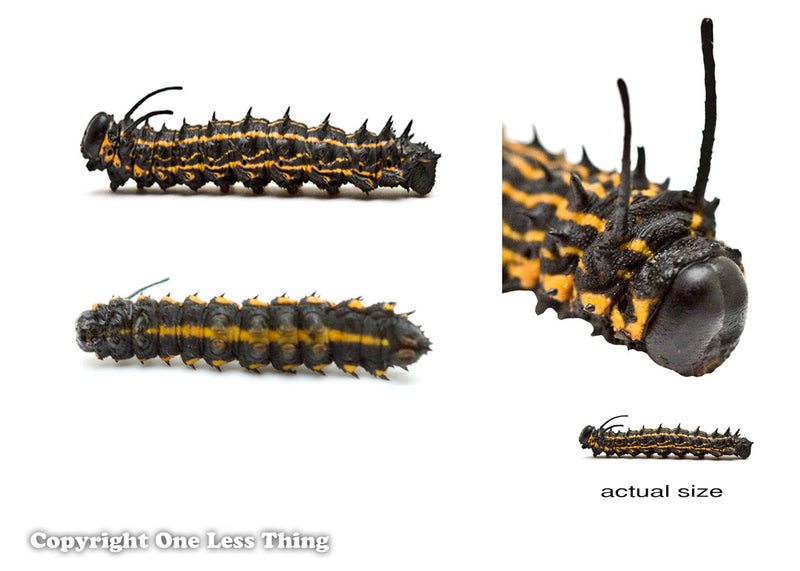 Load image into Gallery viewer, Forestry Insects and Disorders ID, IDPix Cards
