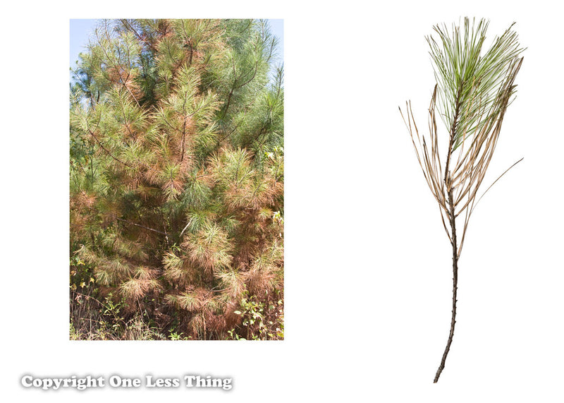 Load image into Gallery viewer, Forestry Insects and Disorders ID, IDPix Cards
