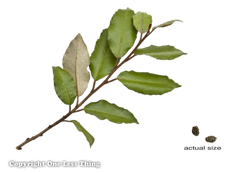 Load image into Gallery viewer, Forestry Insects and Disorders ID, IDPix Cards
