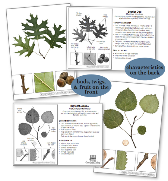 Georgia Tree ID National Supplement, IDPix Cards