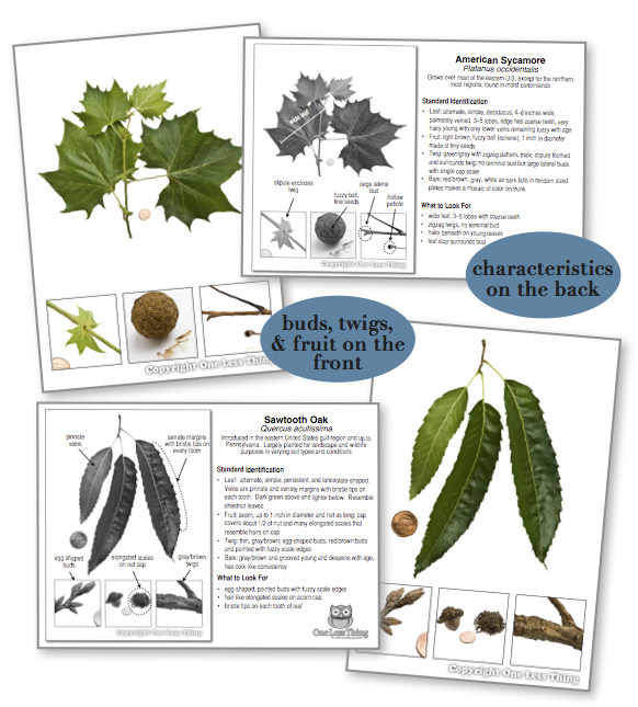 Georgia Tree ID National Supplement, IDPix Cards