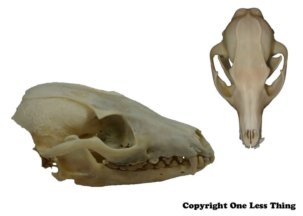 Wildlife 1: Skulls and Furs ID, IDPix Cards