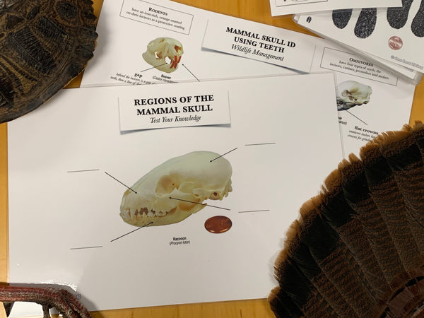 Wildlife Mammal Skull Identification, Set of 2