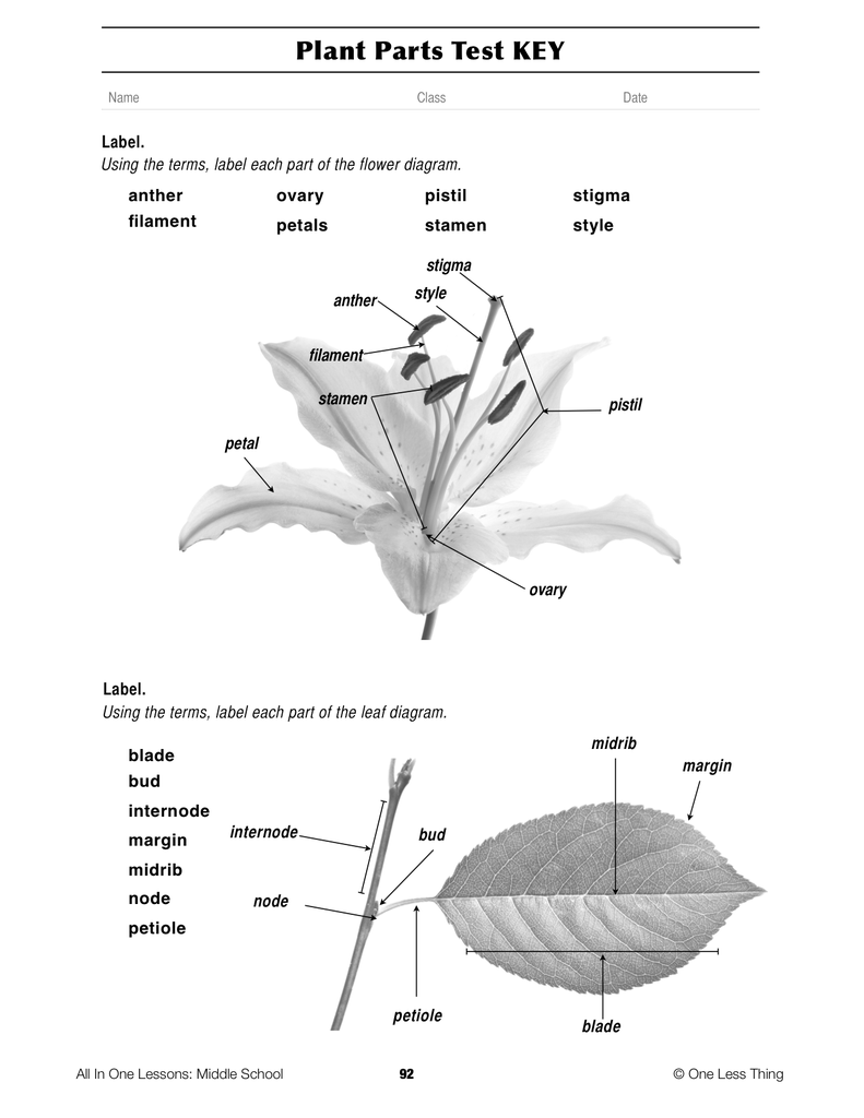 Diagram Of Plant Parts And Functions