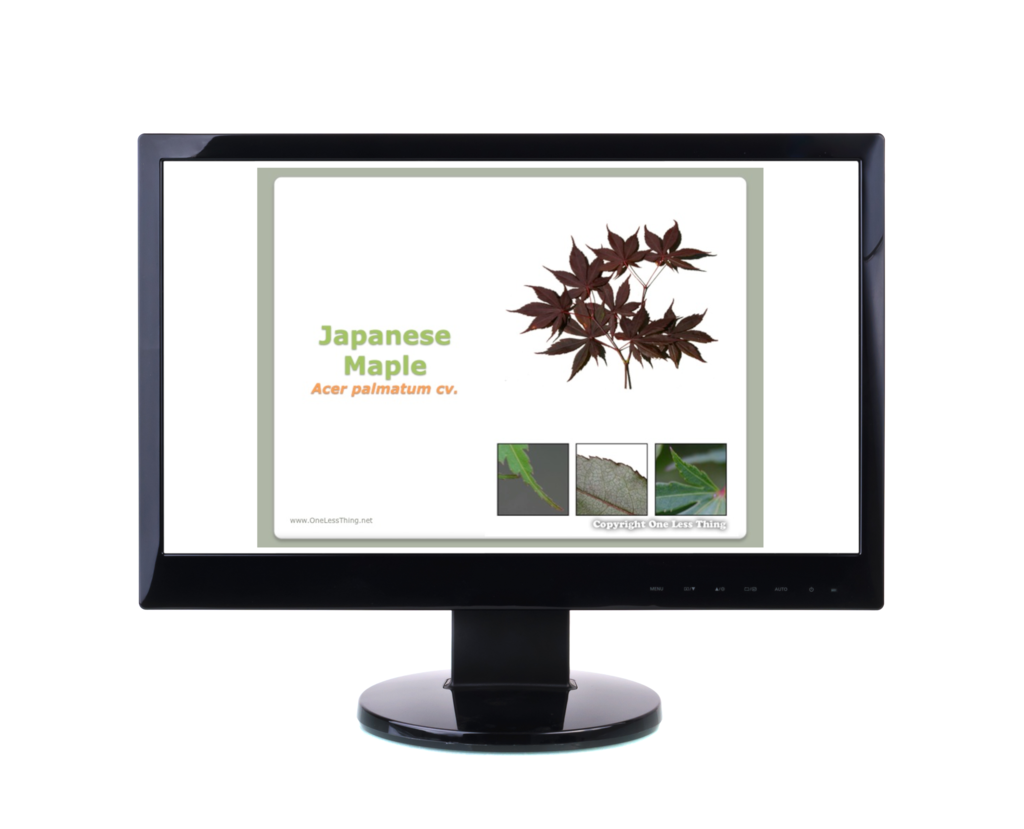 Nursery Landscape ID, PowerPoint Downloads