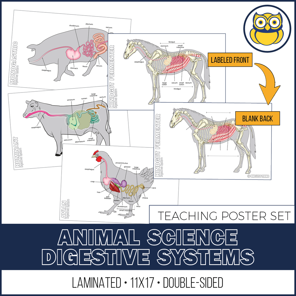 Animal Digesting Animal Digestive Systems Posters, Set of 4 - One Less Thing