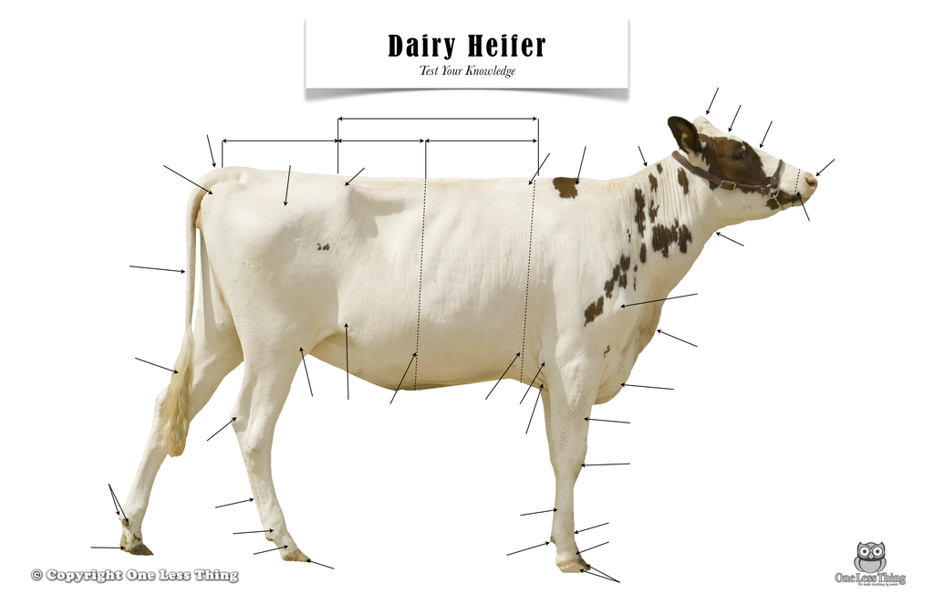 Dairy Heifer Anatomy, Poster