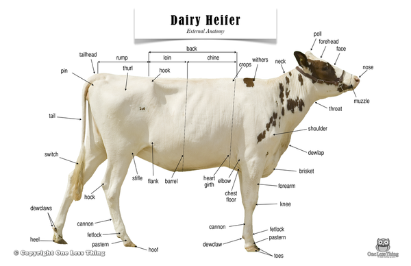 Dairy Heifer Anatomy, Poster