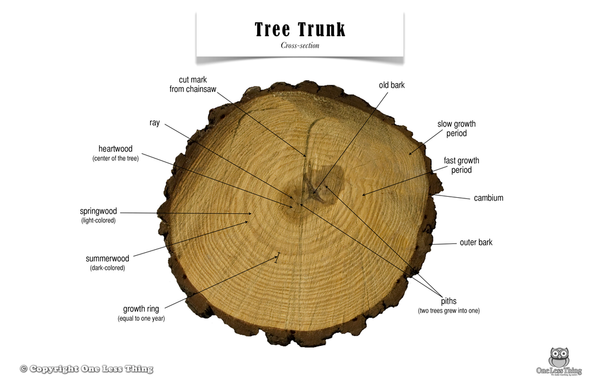 Tree Trunk Anatomy, Poster