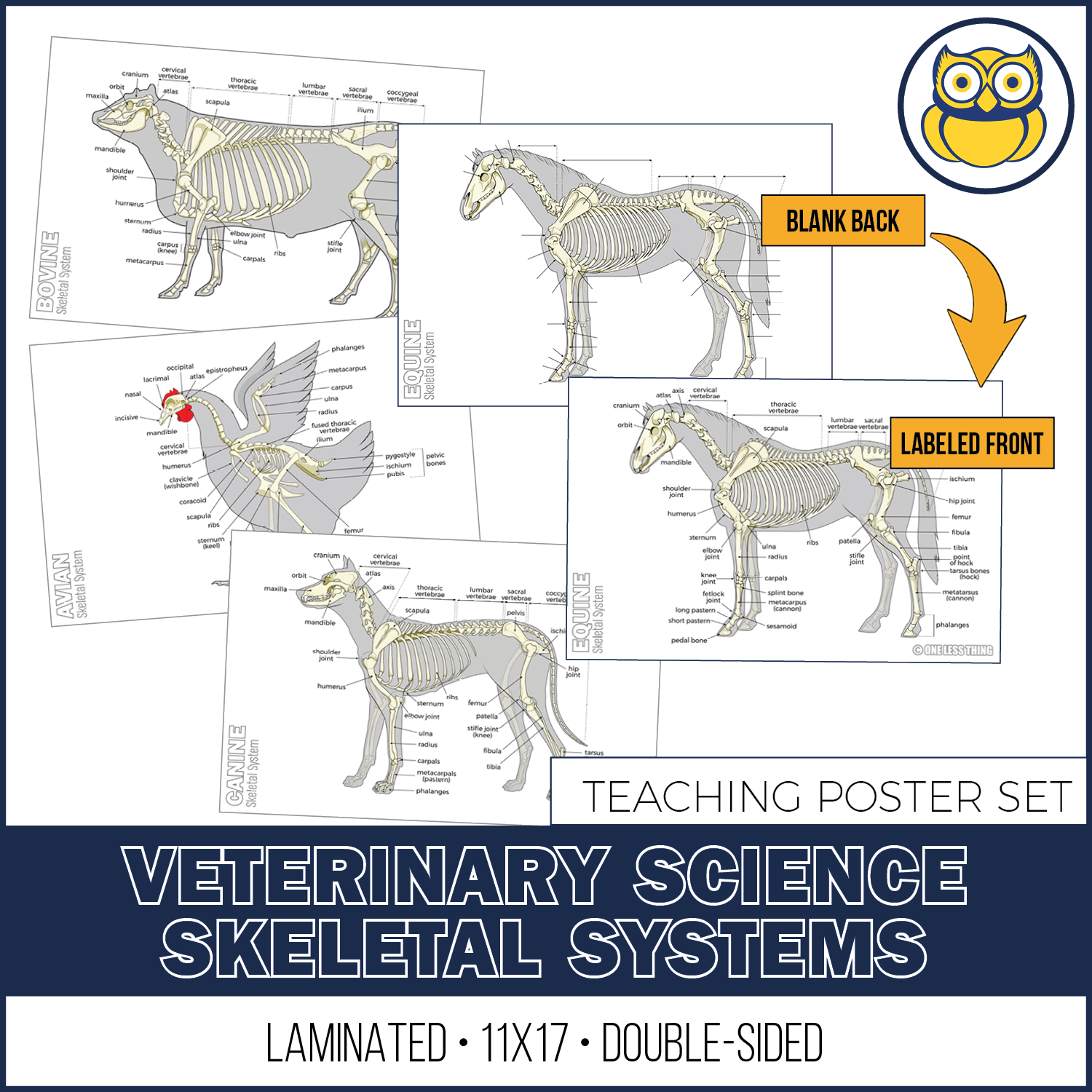 Vet Science Background Vet Science Skeletal System Posters, Set of 4 – One Less Thing