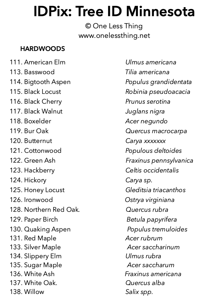 Minnesota Tree ID, IDPix Cards