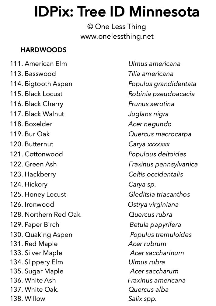 Load image into Gallery viewer, Minnesota Tree ID, IDPix Cards
