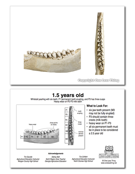 Whitetail Deer Jawbone Aging, IDPix Cards
