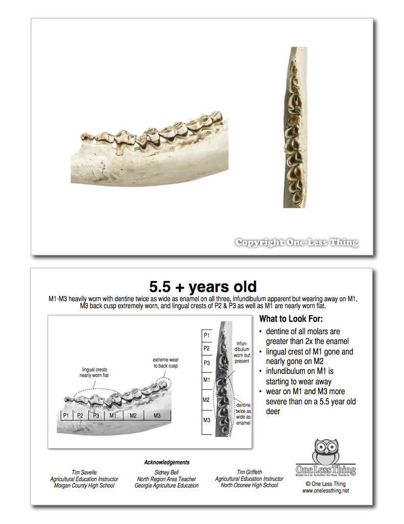 deer tooth aging chart