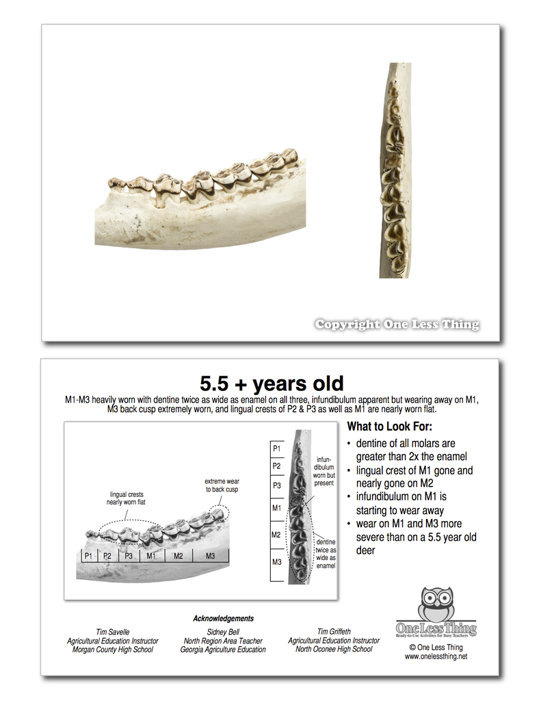 Whitetail Deer Jawbone Aging, IDPix Cards