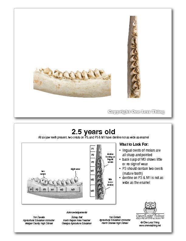 Whitetail Deer Jawbone Aging, IDPix Cards