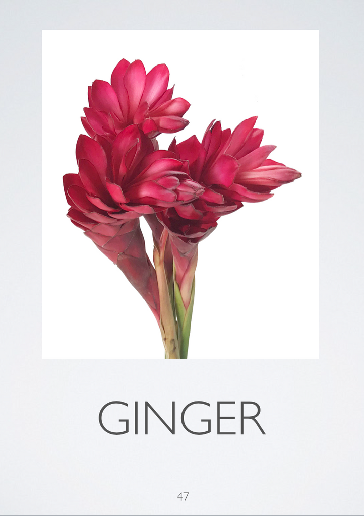 Floral Design ID, PowerPoint Downloads