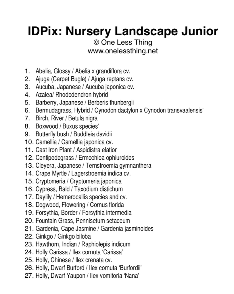 Nursery Landscape ID Junior, IDPix Cards
