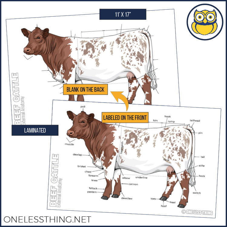 Livestock Anatomy Posters, Set of 7 (REVISED)