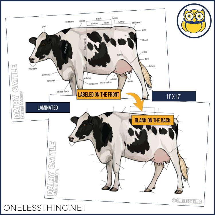 Livestock Anatomy Posters, Set of 7 (REVISED)