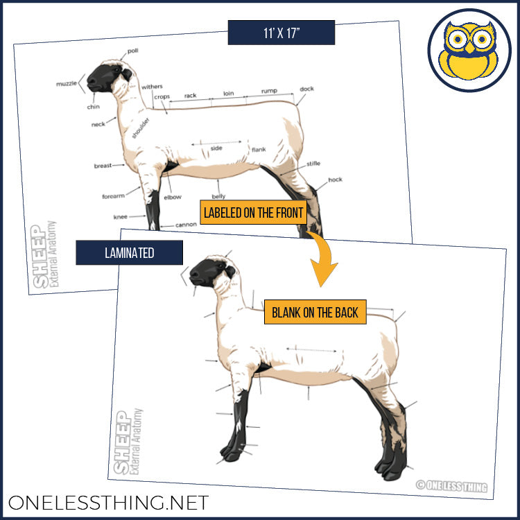 Livestock Anatomy Posters, Set of 7 (REVISED)