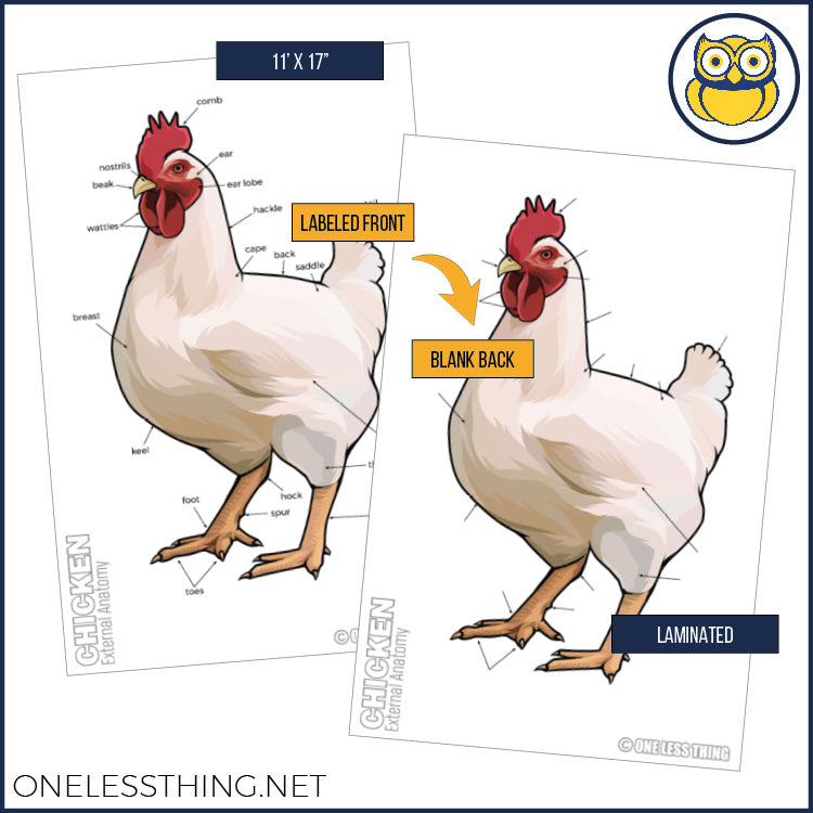 Livestock Anatomy Posters, Set of 7 (REVISED)
