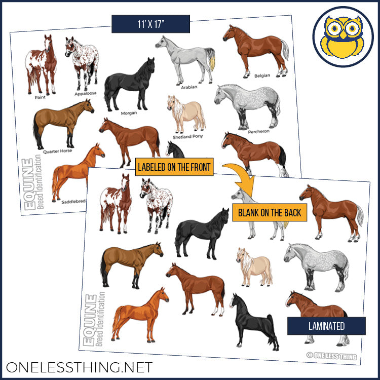Livestock Breeds Posters, Set of 7