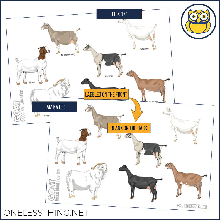 Livestock Breeds Posters, Set of 7