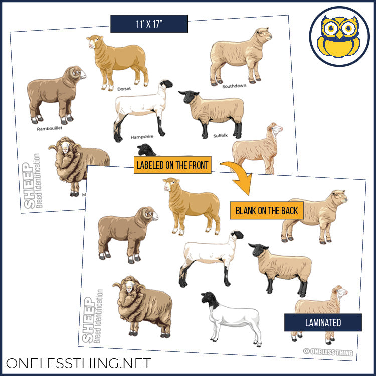 Livestock Breeds Posters, Set of 7