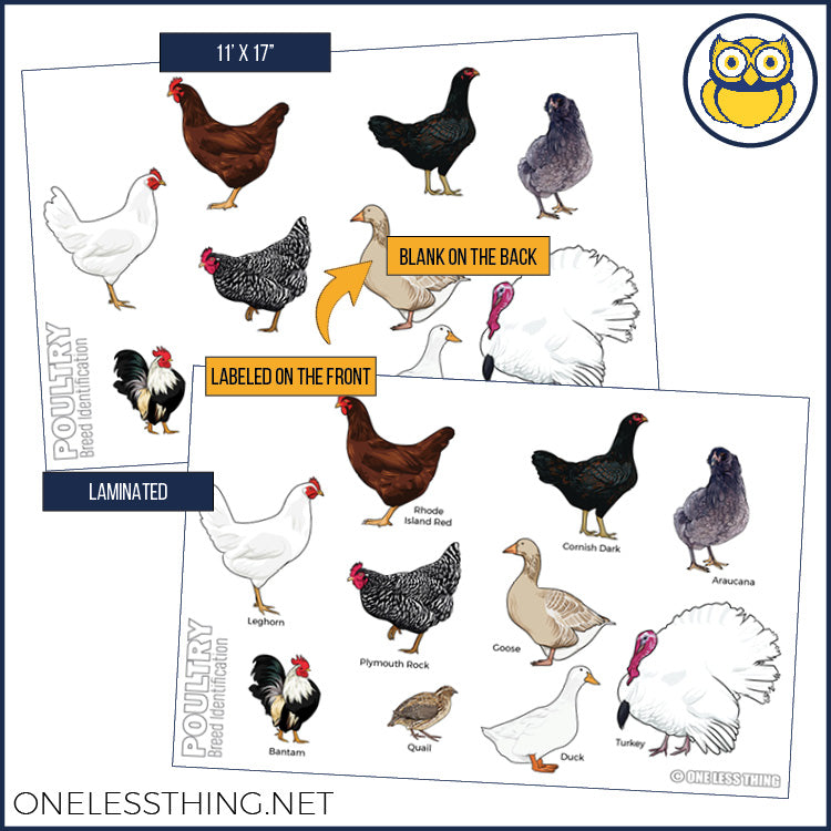Livestock Breeds Posters, Set of 7