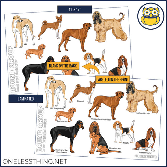Coonhound Non Sporting Group Breeds Posters Non Sporting Group Dog