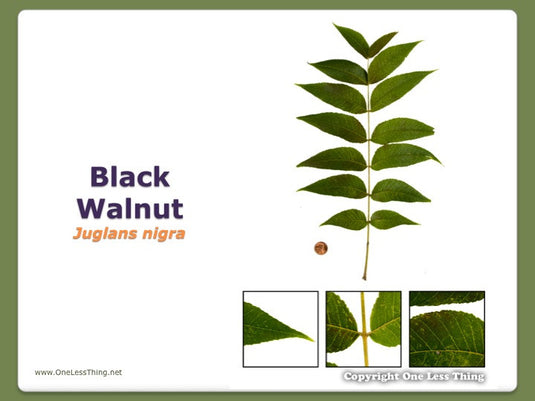 Georgia Tree ID National Supplement, Powerpoints Downloads