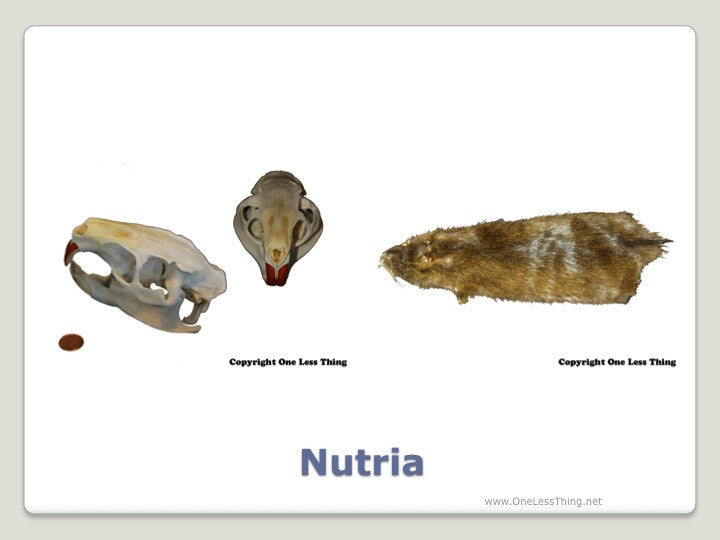 Wildlife 1: Skulls and Furs ID, PowerPoint Downloads