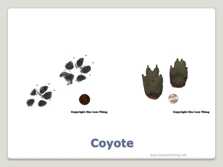 Wildlife 2: Tracks and Prints ID, PowerPoint Downloads