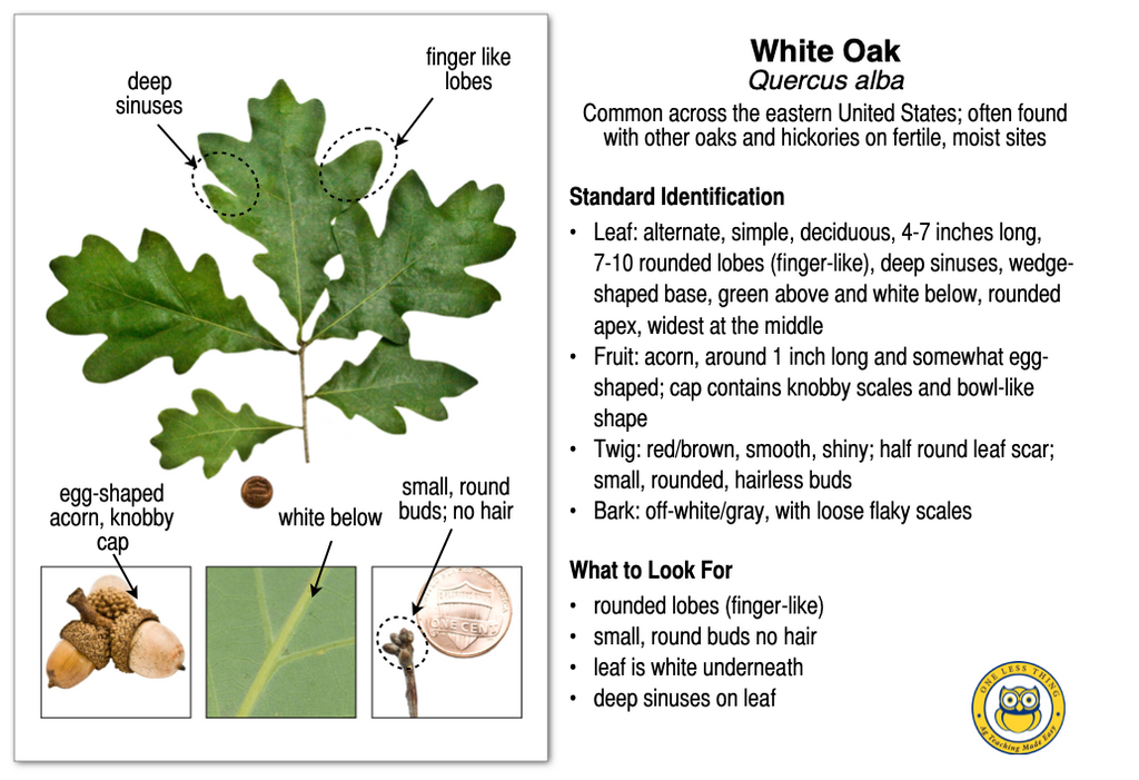 Florida Tree ID, IDPix Cards